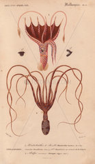 Squid (Histioteuthis bonnellii) and octopus (Octopus vulgaris).