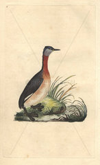 Red-necked grebe with dark brown and chestnut red plumage. Podiceps grisegena (Podiceps ruficollis)