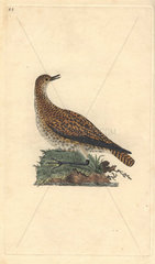 Golden plover with spotted brown and gold plumage. Pluvialis apricaria (Charadrius pluvialis)