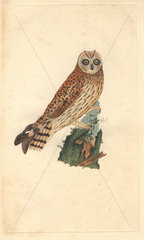 Short eared owl shown perching on a mossy stump. Asio flammeus (Strix brachyotos  Strix brachyotis)