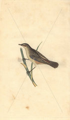Sedge bird or sedge warbler perched on a reed. Acrocephalus schoenobaenus (Motacilla salicaria)