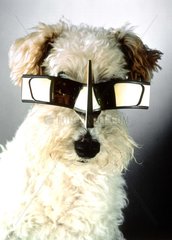 Hund mit spaciger Sonnenbrille