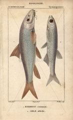 Barbel and bleak fish