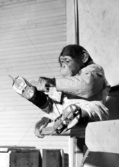 Schimpanse mit Schlittschuhen