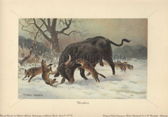 Long-Horned European Wild Ox or Aurochs