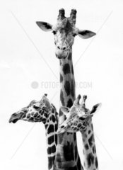 drei Giraffenkoepfe