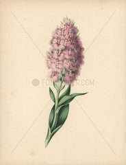 Fringed orchis Platanthera psycodes (Orchis psycodes)