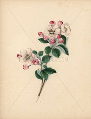 Apple blossom Pyrus malus