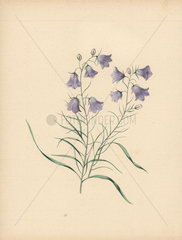 Harebell Campanula rotundifolia