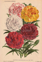 Various carnations Dianthus caryophyllus Linn. Var. Nov.