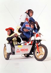 Drei Affen auf einem Motorrad