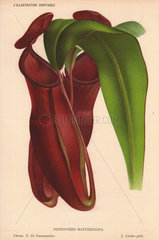 Pitcher plant Nepenthes mastersiana
