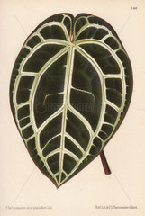 Large anthurium leaf Anthurium crystallinum