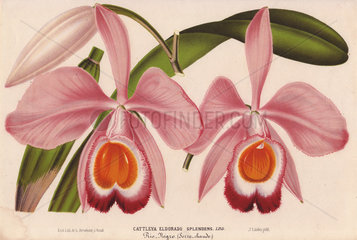 Pink and orange cattleya orchid Cattleya eldorado splendens Lind.