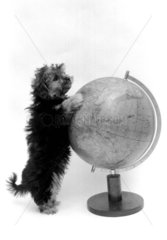 Kleiner Hund steht am Globus