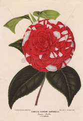 Crimson and white camellia Giardino Santarelli Camellia japonica  Thea japonica