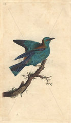 Garrulous roller or European roller. Blue turquoise and rust coloured bird. Coracias garrulus (Coracias garrula)