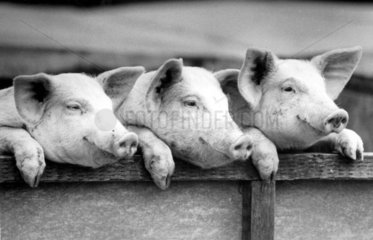 Drei Schweine schauen