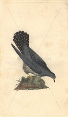 Common cuckow or cuckoo  with ash-coloured back  striped breast and spotted tail. Cuculus canorus