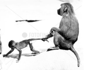 Affenmutter haelt Junges am Schwanz