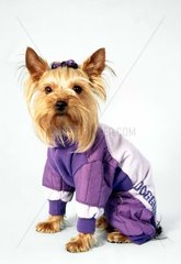 Hund in lilafarbendem Trainingsanzug