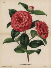 Scarlet and white striped camellia Camellia japonica  Thea japonica
