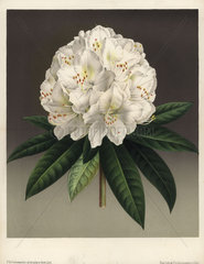 Rhododendron Princess Louise