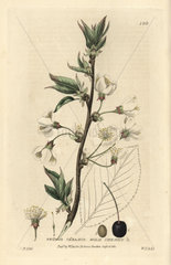 Wild cherry  Prunus cerasus