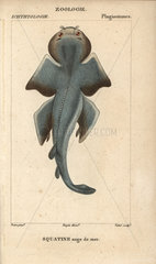 Angel shark  Squatina squatina