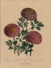 Persian ranunculus varieties
