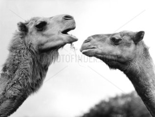 2 Kamele im Profil