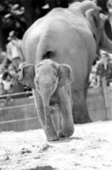 Elefantenbaby mit Ruecken zur Mutter