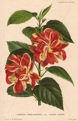 Crimson and yellow hybrid hibiscus Hibiscus rosa-sinensis L. var. Lucien Linden
