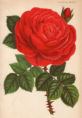 Huge scarlet hybrid rose Rosier hybride remontant: Guillaume Gillemot