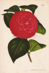 Crimson camellia hybrid Camellia Marchesa Davia