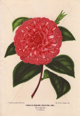 Scarlet camellia Madame Rudolphe Abel Camellia japonica  Thea japonica