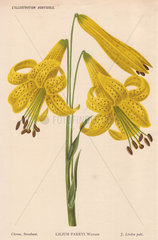 Lemon lily Lilium parryi S. Watson