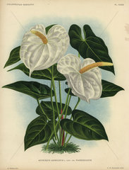 Anthurium andreanum J. Lind. var. Wambekeanum