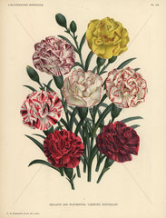 New varieties of florist's carnations Oeillets des fleuristes  varietes nouvelles