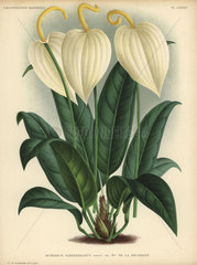 Anthurium scherzerianum with cream-colored flowers