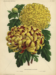 Autumn chrysanthemums: Mr. Orchard and Mr. Cannell