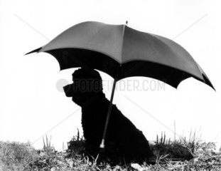 Pudel unter dem Regenschirm