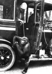 Gorilla steigt mit Frau aus Auto
