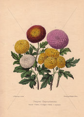 Pompone chrysanthemums