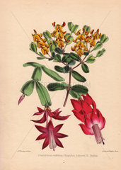 Gastrolobium ovalifolium  Epiphyllum rollissonii  Epiphyllum buckleyi