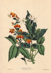 Munronia javanica and Chorozema nervosum