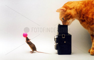 Katze fotografiert Maus