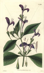 Justicia speciosa Purple-flowered east-indian justicia