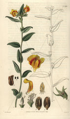 Mirbelia grandiflora Large-flowered mirbelia