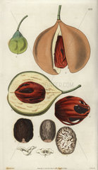 Myristica officinalis or Myristica fragrans Aromatic  fragrant or true nutmeg tree